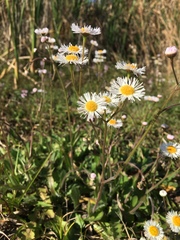 Erigeron quercifolius
