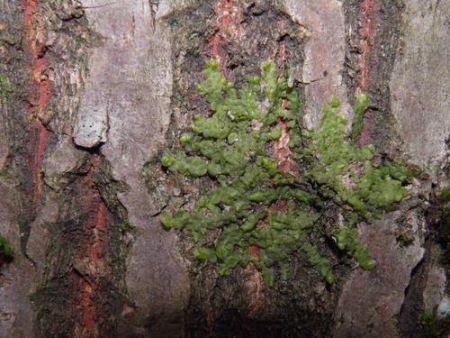 Plokščioji miltuotė