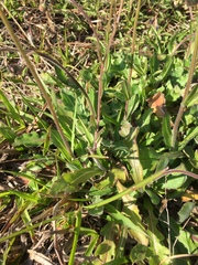 Erigeron quercifolius