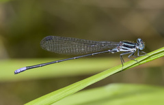 Argia infrequentula