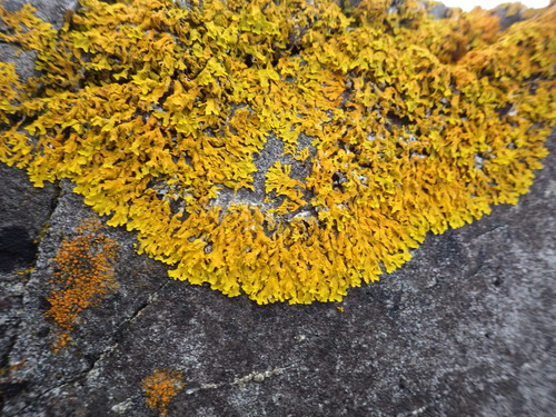 Xanthoria aureola image