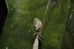 Cyclosa diversa