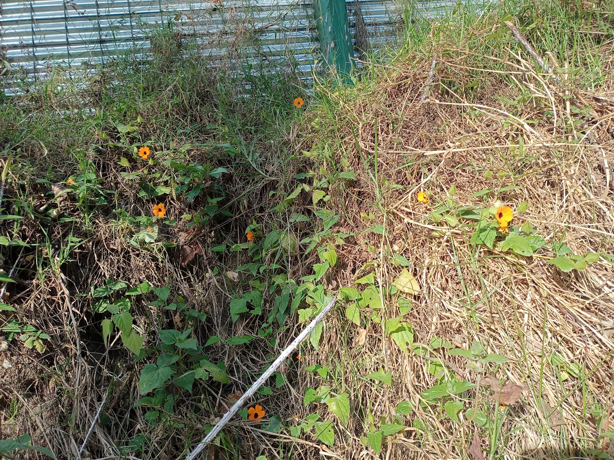 Thunbergia alata image