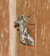 Plusiini