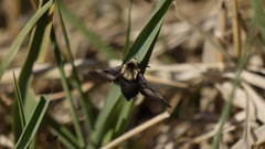 Proserpinus flavofasciata