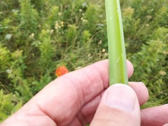 Kniphofia triangularis