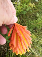 Kniphofia triangularis