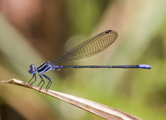 Argia infrequentula