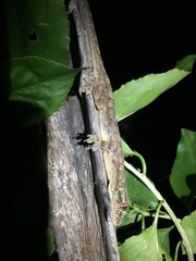 Hemidactylus platycephalus