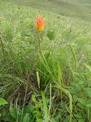 Kniphofia triangularis
