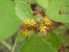 Triumfetta rhomboidea