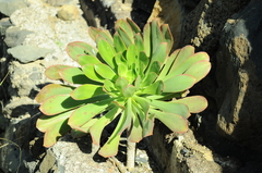 Aeonium urbicum image