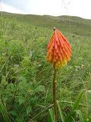 Kniphofia triangularis