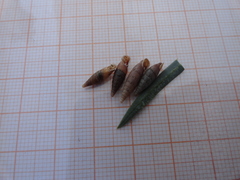 Charpentieria
