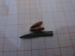 Charpentieria