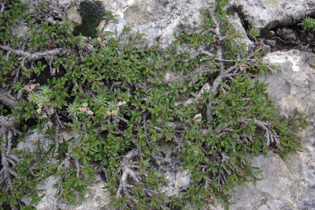 Rhamnus tortuosa
