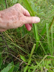 Kniphofia triangularis