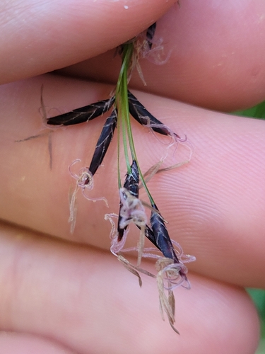 Schoenus melanostachys R.Br.