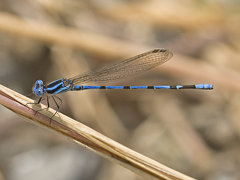 Argia inculta
