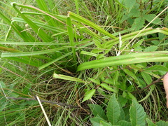 Kniphofia triangularis