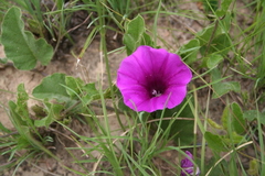 Ipomoea oblongata