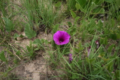 Ipomoea oblongata