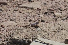 Pseudotrapelus aqabensis