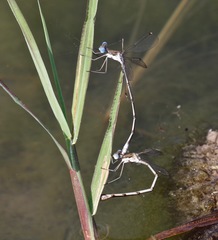 Lestes sigma