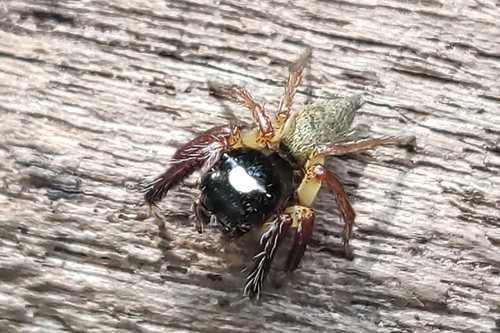 Pancorius thorelli (Simon, 1899)