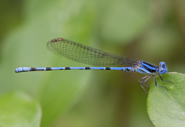 Argia inculta