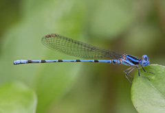 Argia inculta