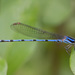 Argia inculta - Photo (c) Jim Johnson, some rights reserved (CC BY-NC-ND), uploaded by Jim Johnson