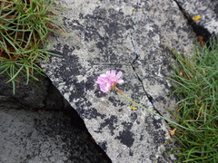 Armeria maritima maritima