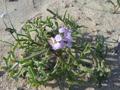 Cakile maritima euxina