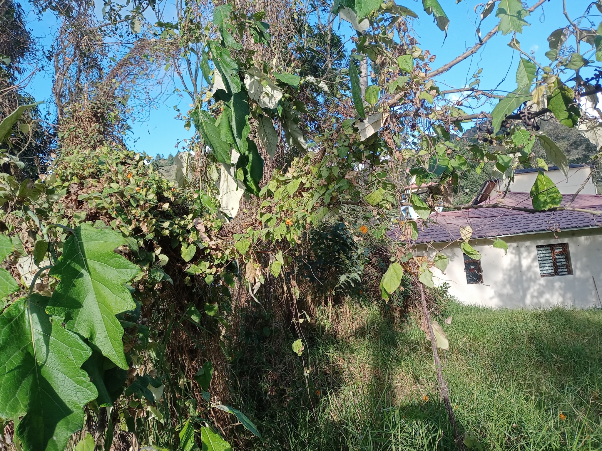 Thunbergia alata image