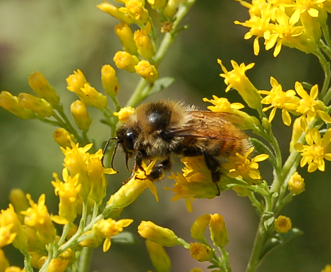 Red-belted Bumble Bee from Howe, Minneapolis, MN 55406, USA on August ...