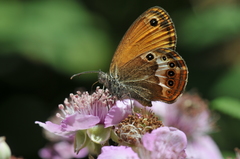 Coenonympha corinna
