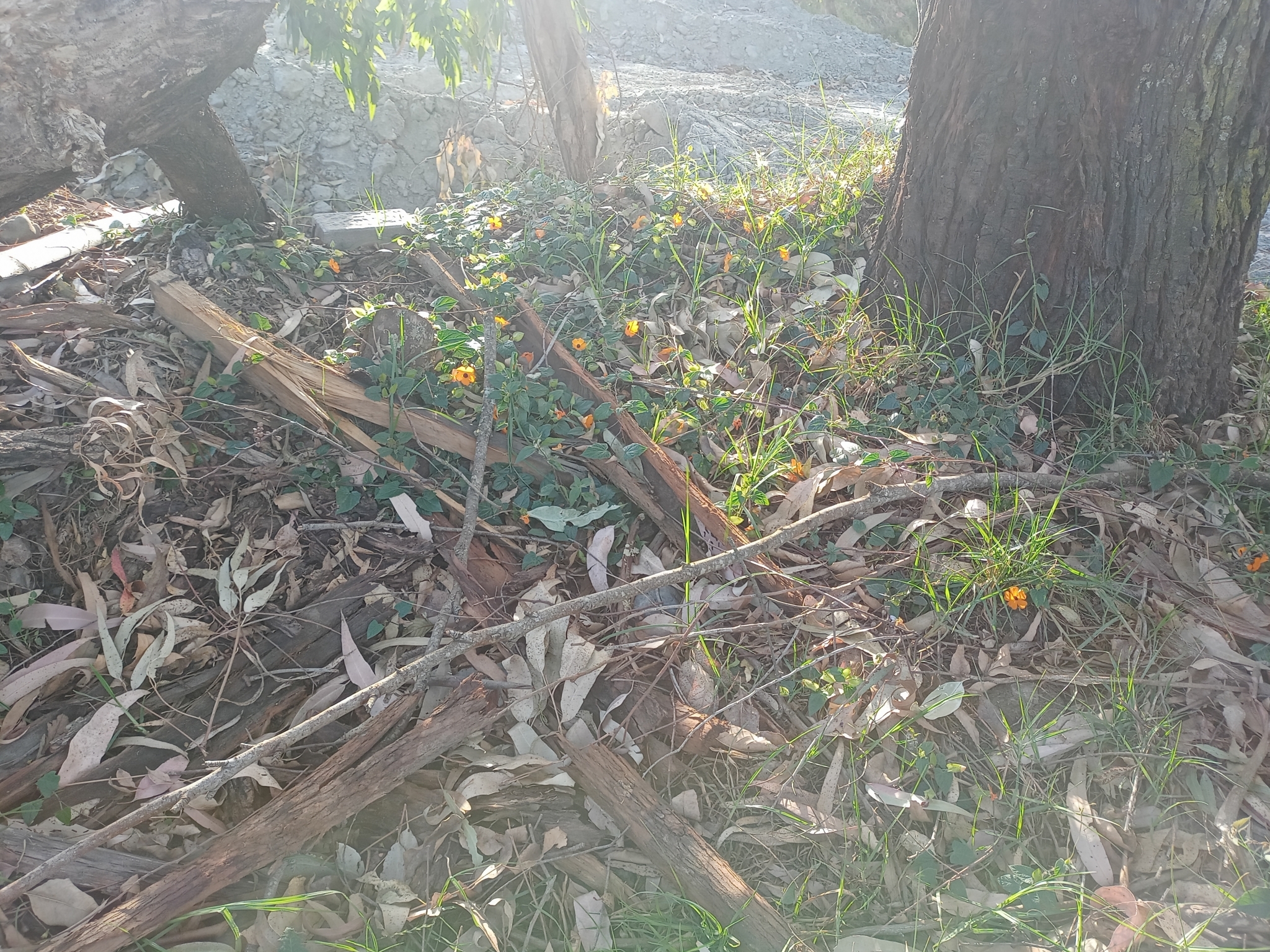 Thunbergia alata image