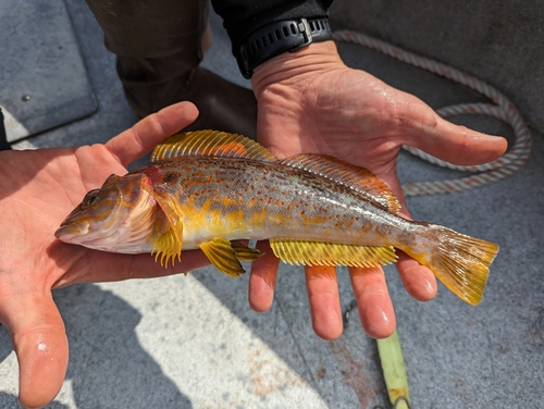 Greenling (Hexagrammos decagrammus) — Hexagrammidae — 2