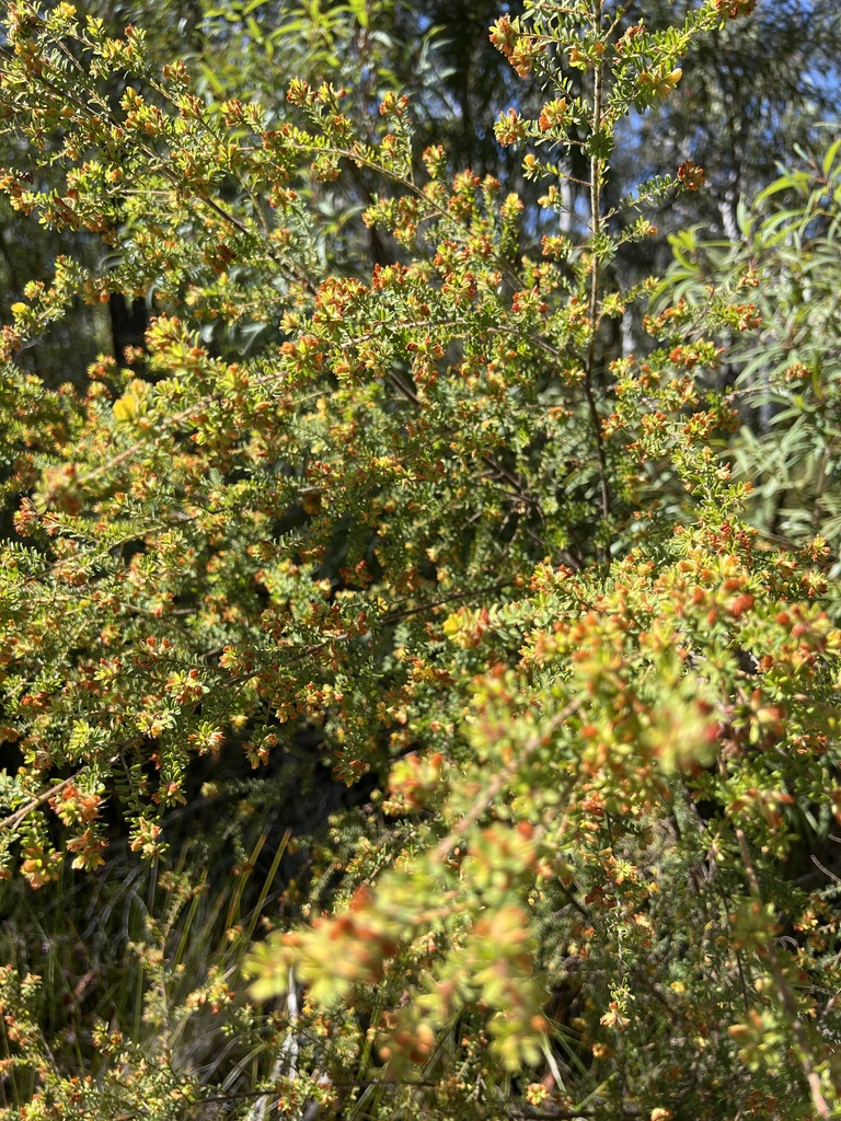 Hairy Bush Pea From Glass House Mountains National Park Beerwah Qld Au On August At