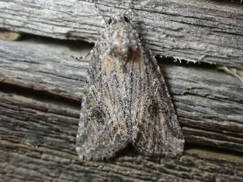 Afotella cylindrica photo 2