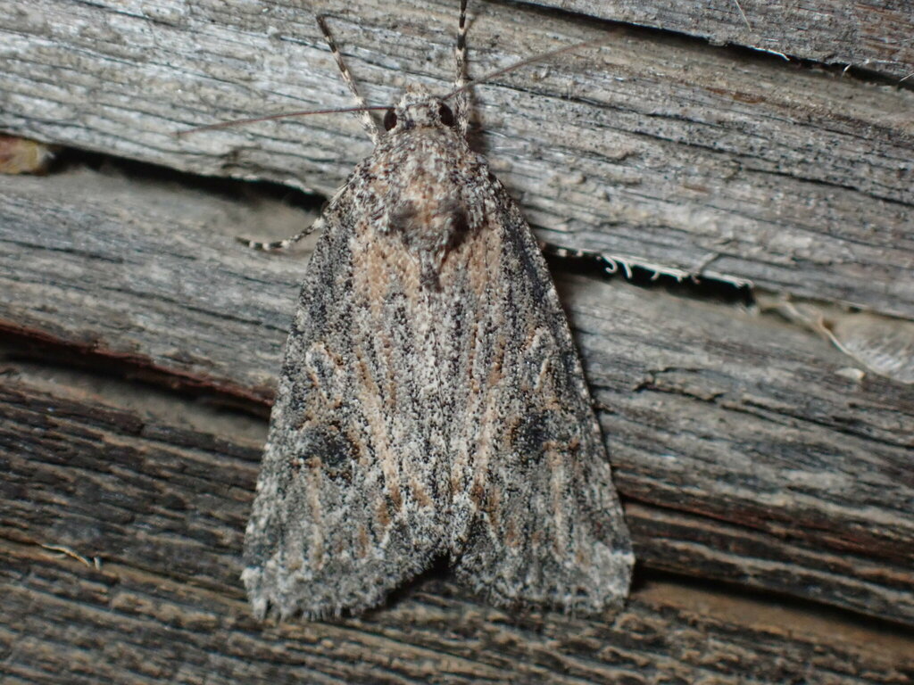 Afotella cylindrica