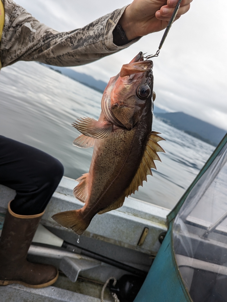 Photo of a Silvergray Rockfish