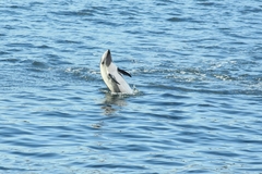 Sagmatias australis