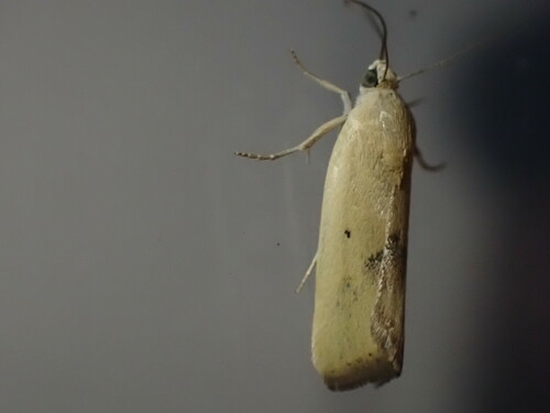 Ponometia tortricina