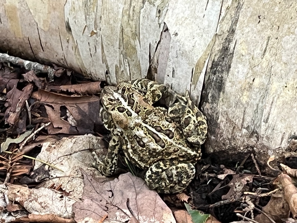 American Toad from St-Léon-de-Standon, QC, CA on August 10, 2023 at 01: ...