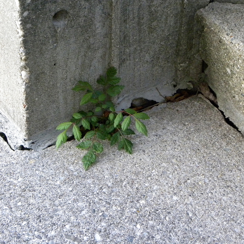 Koelreuteria paniculata