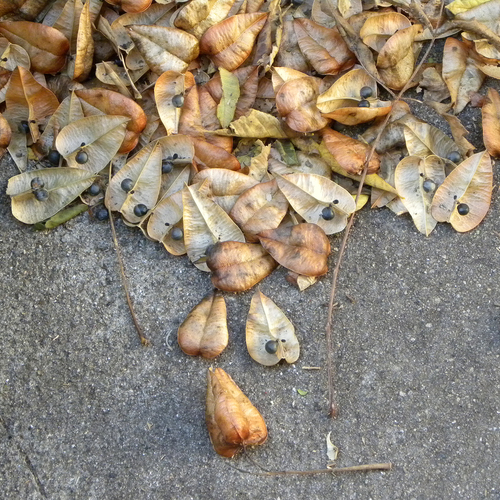Koelreuteria paniculata