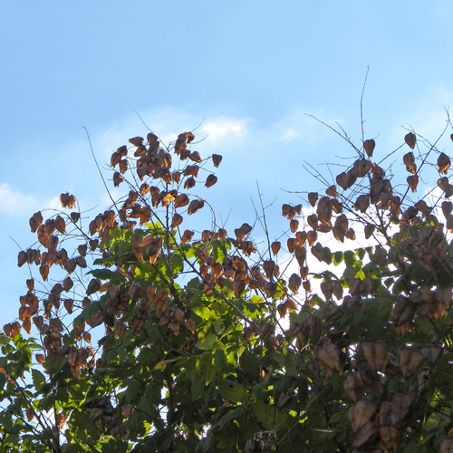 Koelreuteria paniculata