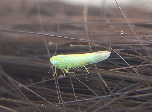 Potato Leafhopper photo 5